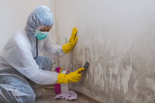 Best Residential Mold Removal  in Lonville, GA