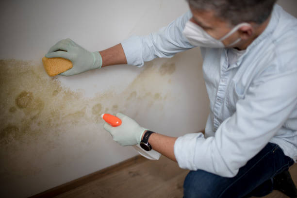 Best Home Mold Removal  in Lonville, GA