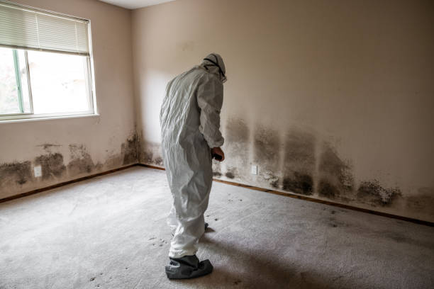 Certified Mold Removal in Loganville, GA