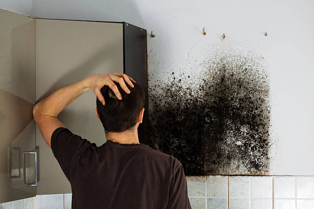 Best Fast Mold Removal  in Lonville, GA